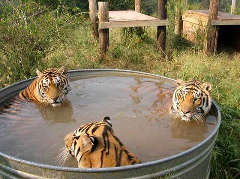 Daniel Tiger and his family take a bath. 